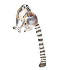 Brown, gray and black ring-tailed lemur sitting with a very long striped tail, painted in detailed watercolor style. Ideal for zoo, wildlife, education, travel, nursery and conservation design. © Mea_ta 