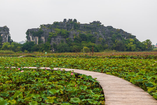 Wooden boardwalk winding through lotus pond in Tam Coc, Vietnam