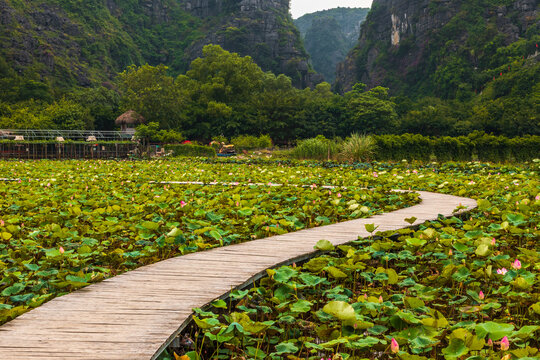 Winding wooden boardwalk crossing lotus field in Tam Coc, Vietnam