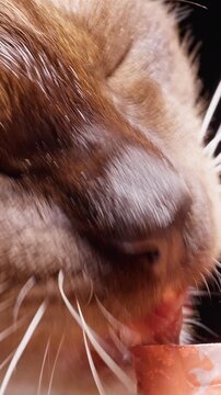 Vertical video. Siamese Cat Licks A Frozen Treat Against A Black Background, Extreme Closeup Highlights Tongue, Whiskers, And Pet Care
