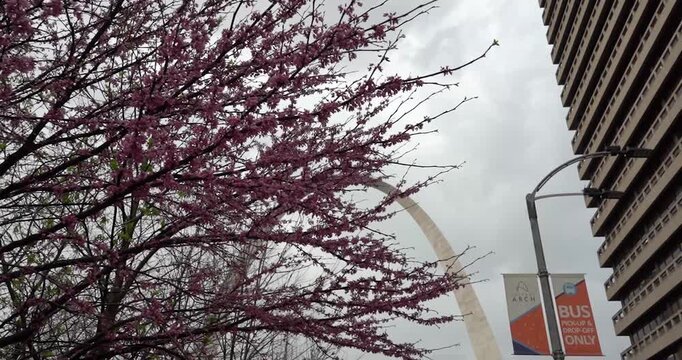 Gateway Arch seen through redbud tree in St. Louis, Missouri