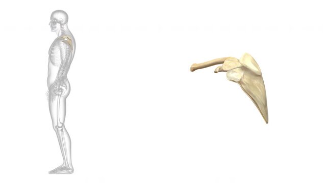 Human Skeleton System Bone Joints Anatomy Animation Concept