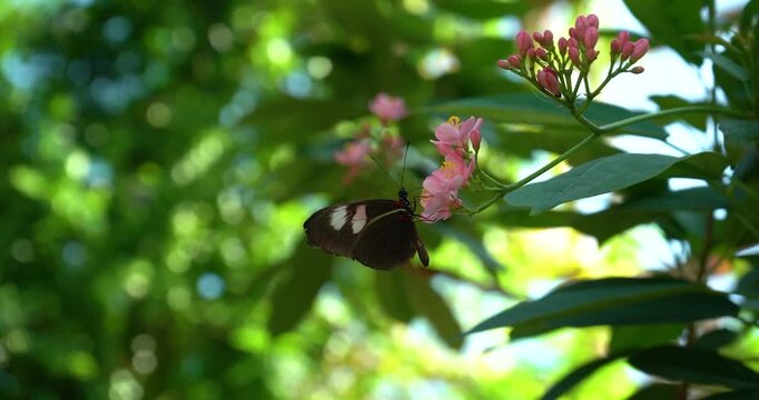 Butterfly flapping wings on pink flower in garden
