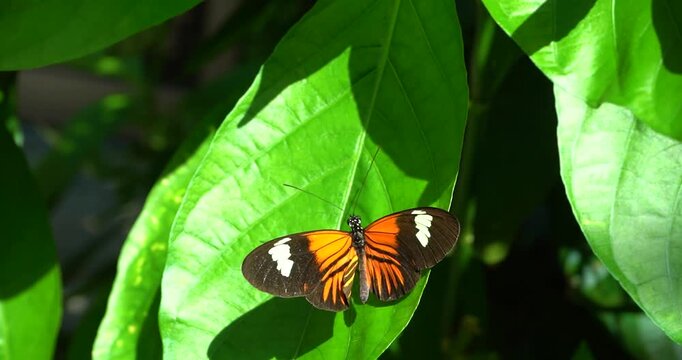 Tiger longwing butterfly resting on leaf in garden