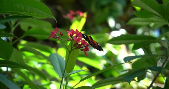 Tiger longwing butterfly pollinating pink flower in garden