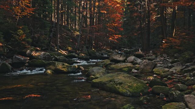 Smooth cinematic flight above a rocky forest stream surrounded by vibrant autumn foliage. Features authentic rushing water and real birdsong, creating a peaceful natural woodland atmosphere.