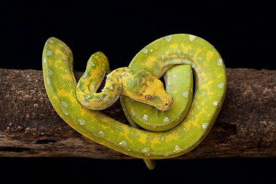Close-up of a juvenile green tree python (Morelia viridis) snake coiled on  branch, Jember, East Java, Indonesia