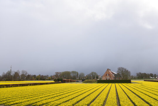 Dutch Flower Fields in Famous Bollenstreek Region Near Amsterdam, Netherlands