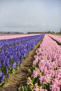 Dutch Flower Fields in Famous Bollenstreek Region Near Amsterdam, Netherlands