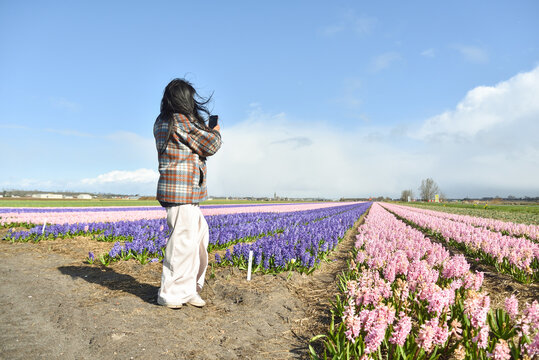 Woman Taking Pictures of Dutch Flower Fields in Famous Bollenstreek Region Near Amsterdam, Netherlands