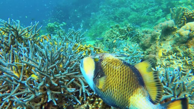 A funny scene of close up view of two big triggerfish chasing each other around blue purple lavender finger branching various Staghorn Orbicella annularis Common appearance of a divided massive colony