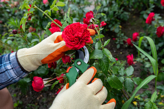 Gardener's hands in protective gloves using secateurs to prune beautiful blooming roses outdoors