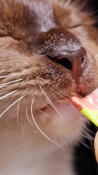 Vertical video. Siamese Cat Licks Creamy Treat From a Hand Against Black Background, Extreme Closeup Shows Pet Care and Feeding