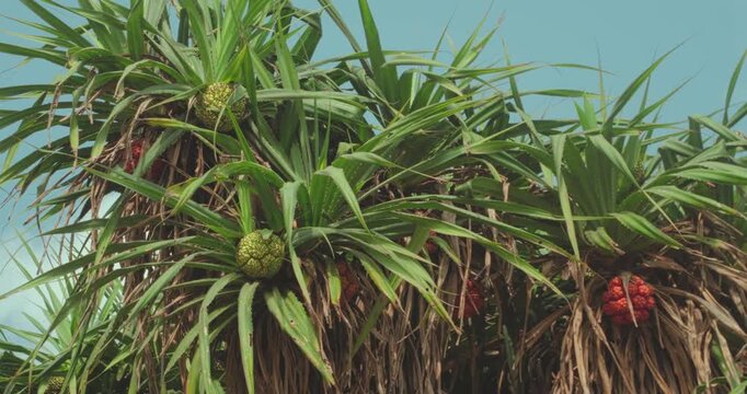 Exotic pandanus tree with tropical fruit swaying in breeze against blue sky.