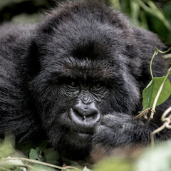 Fototapeta premium Virunga mountain gorilla resting in forest habitat