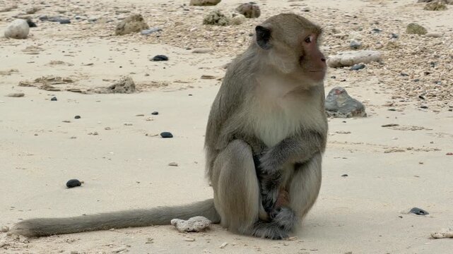 Vietnam Ha Long bay beach monkey