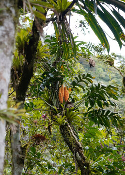 Rare Zamia Gentryi with Orange Seed Cones in Ba&ntilde;os Ecuador
