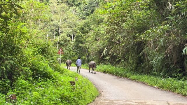 A wide-angle long shot capturing the rear view of a traditional local farmer walking and herding a pair of water buffaloes down a concrete path in a countryside village.