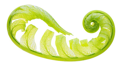 Fresh vibrant green fern fiddlehead unfurling leaf frond © Alex