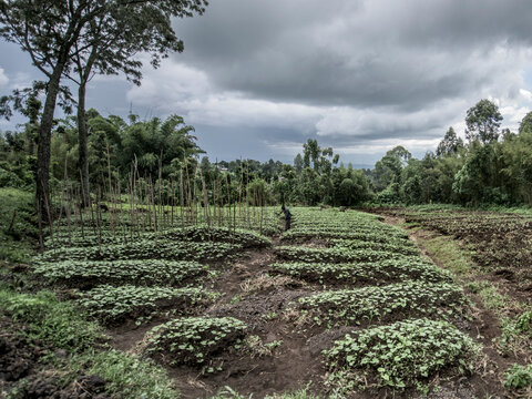 Virunga national park subsistence farming cultivating crops