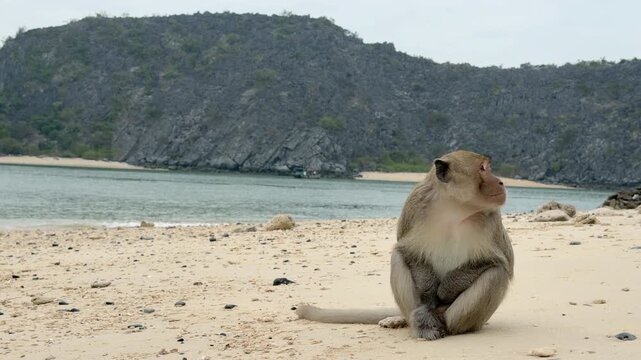 Vietnam Ha Long bay beach monkey