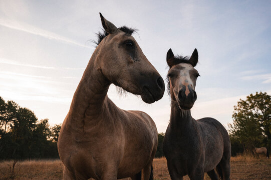 Zwei Pferde. Zwei sch&ouml;ne Ponys im Abendlicht. Pferde im Freien