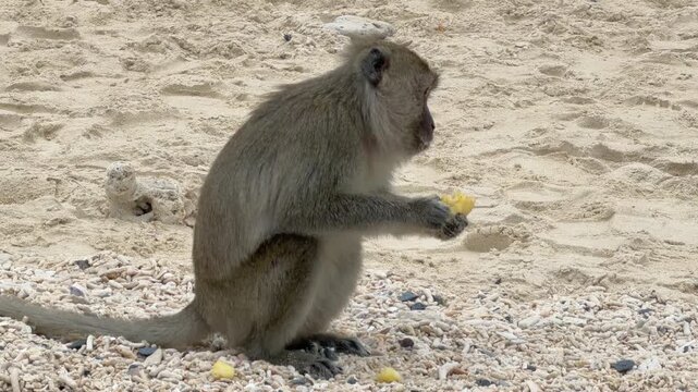 Vietnam Ha Long bay beach monkey