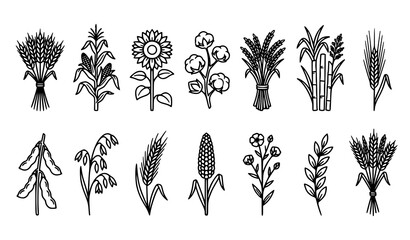 Obraz premium Farm Harvest Botanical Outline Icon Set with Wheat Corn Sunflower Cotton Rice Sugarcane and Grains