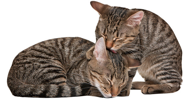 Two brown tabby cats grooming each other with eyes closed