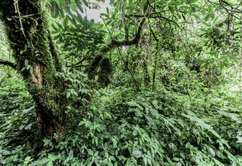 Naklejka premium Virunga national park virgin forest lush green jungle environment