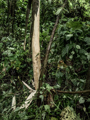 Naklejka premium Tree trunk stripped of bark in virunga forest