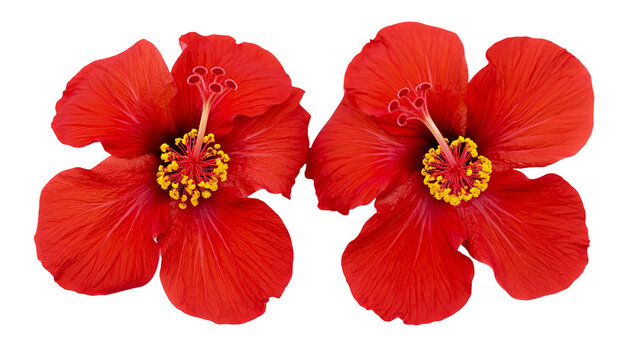 Two vibrant red hibiscus flowers with yellow stamens and prominent petals