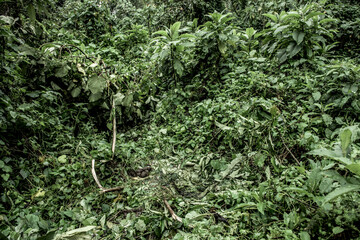 Naklejka premium Mountain gorilla dung in virunga national park forest