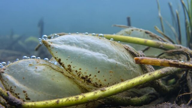 Showing paired translucent pods with bubbles forming and growing along seams on muddy pond bottom
