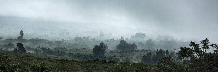 Naklejka premium Virunga national park lowland forest on a foggy day