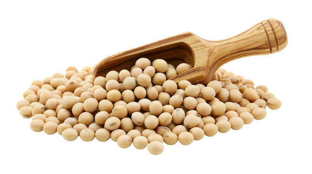 Dried organic soybeans in a small wooden scoop