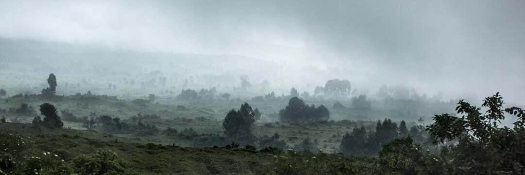 Virunga national park lowland forest on a foggy day