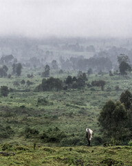 Naklejka premium Hiker trekking throug near to the Virunga national park tropical forest in rain