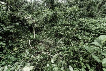 Naklejka premium Gorilla nest site in virunga jungle vegetation