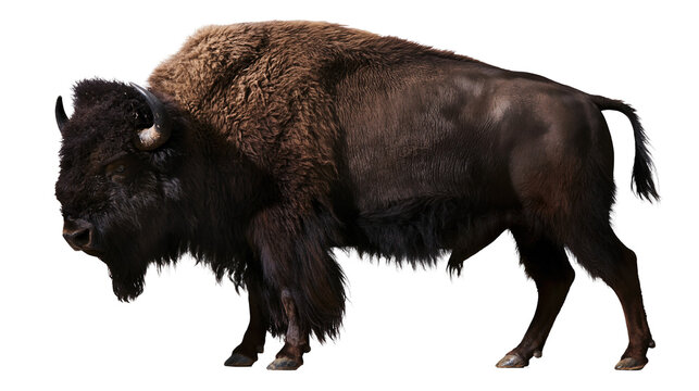 Large adult American bison standing in profile with thick dark brown fur
