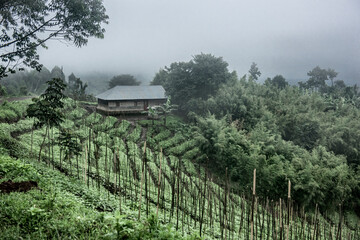 Naklejka premium Remote house in mountains cultivating crops near to the Virunga national park