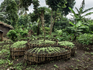 Naklejka premium Seedling beds in a nursery near to the Virunga national park