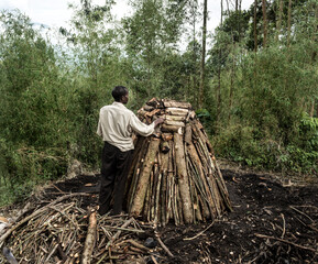 Naklejka premium Man preparing charcoal kiln near to the Virunga national park, drc forest