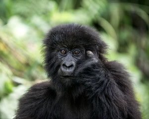 Naklejka premium Young mountain gorilla contemplating in virunga forest