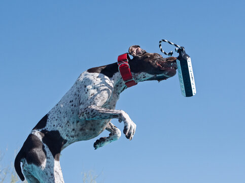Close up of a dog just missing catching a toy