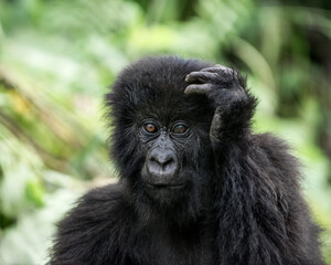 Naklejka premium Young mountain gorilla looking at camera in virunga