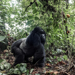Naklejka premium Silverback mountain gorilla exploring virunga forest habitat