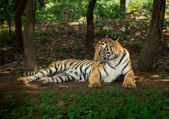 Fototapeta premium Royal Bengal Tiger