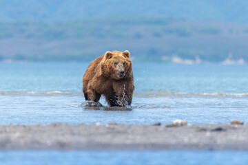 Ruling the landscape, brown bears of Kamchatka (Ursus arctos beringianus) © vaclav