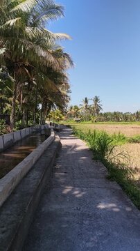 Concrete Path and Irrigation Canal Beside Rice Field and Palm Trees